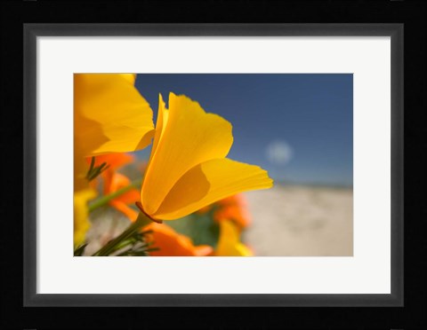 Framed Poppies Spring Bloom 6. Lancaster, CA Print