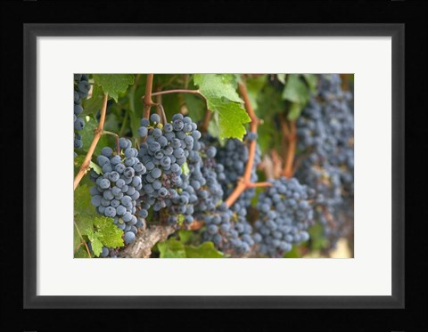 Framed Vineyard Grapes, Calistoga, Napa Valley, Ca Print
