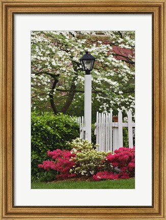 Framed Pickett Fence, Lamp, Azaleas, And Flowering Dogwood Tree, Louisville, Kentucky Print