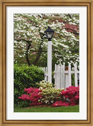 Framed Pickett Fence, Lamp, Azaleas, And Flowering Dogwood Tree, Louisville, Kentucky Print