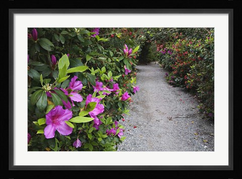 Framed Rhododendron Along Pathway, Magnolia Plantation, Charleston, South Carolina Print