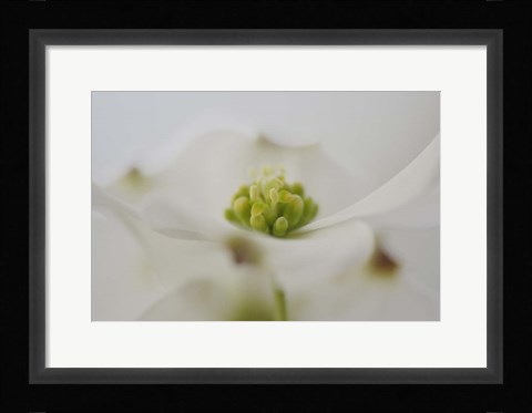 Framed Flowering Dogwood Tree Blossom, South Carolina Print