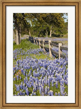 Framed Lone Oak Tree Along Fenceline With Spring Bluebonnets, Texas Print