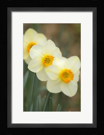 Framed Closeup Of White Daffodils, Arlington, Virginia Print
