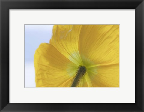 Framed Underside Of Poppy Flower, Seabeck, Washington State Print