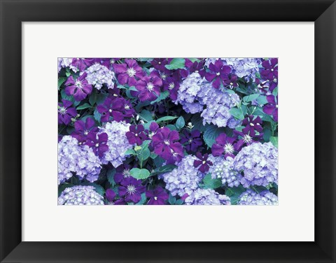 Framed Hydrangea And Clematis, Issaquah, Washington Print