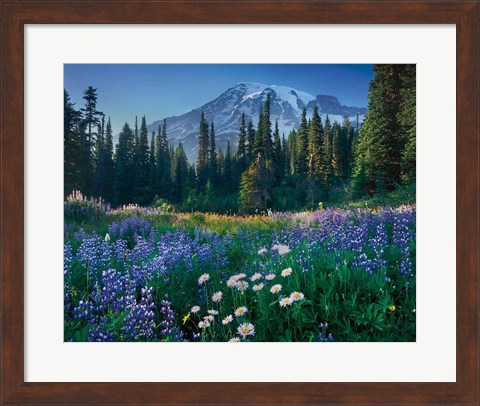 Framed Mount Rainier Print