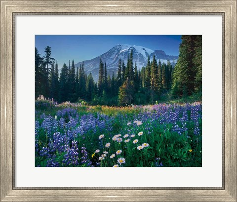 Framed Mount Rainier Print