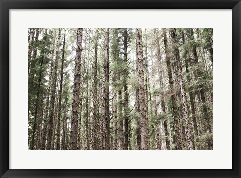 Framed Mossy Pines Print