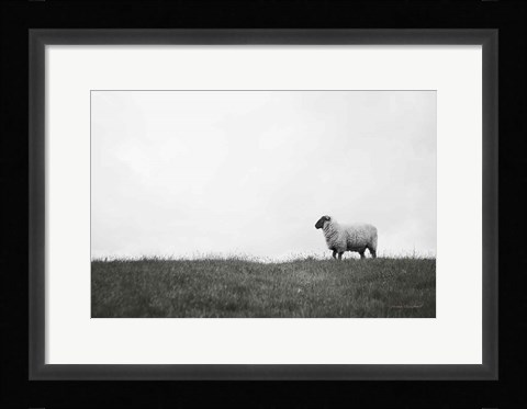 Framed Islay Sheep II Print