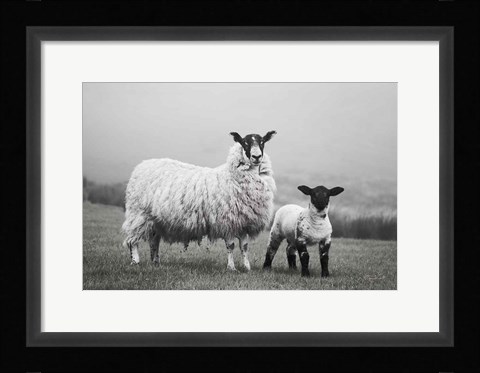 Framed Islay Sheep I Print