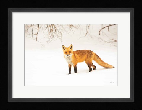 Framed Red Fox IV Print
