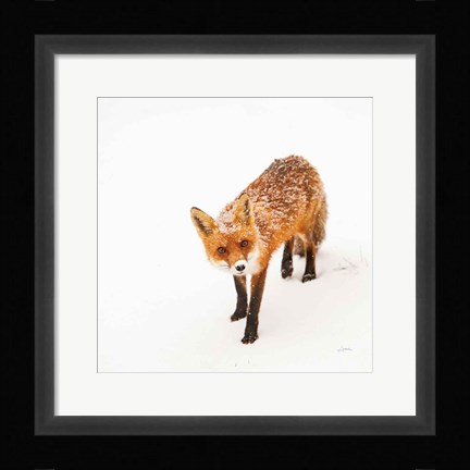 Framed Red Fox II Print