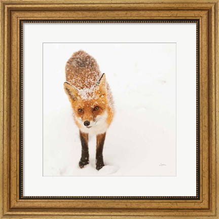 Framed Red Fox I Print