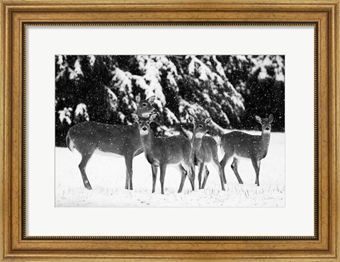 Framed Herd Print