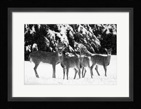 Framed Herd Print