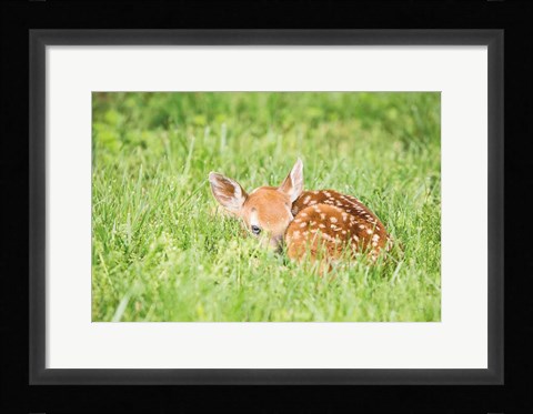 Framed Fawn Print