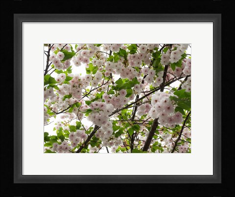 Framed Close-up of Cherry Blossom Flowers, Harajuku, Meiji Shrine, Tokyo, Japan Print