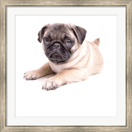 Framed Cute Pug Puppy Print