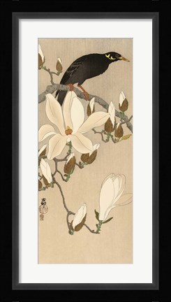 Framed Myna on Magnolia Branch, 1900-1910 Print