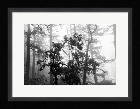 Framed Foggy Trees Print