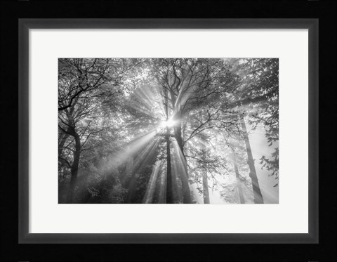 Framed Trees Have Eyes Print