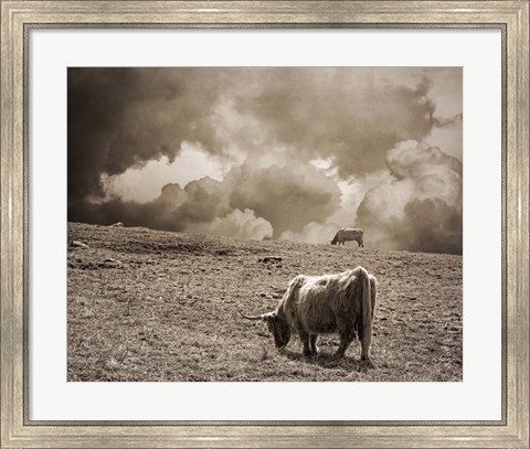 Framed Scottish Highland Cattle No. 1 Print