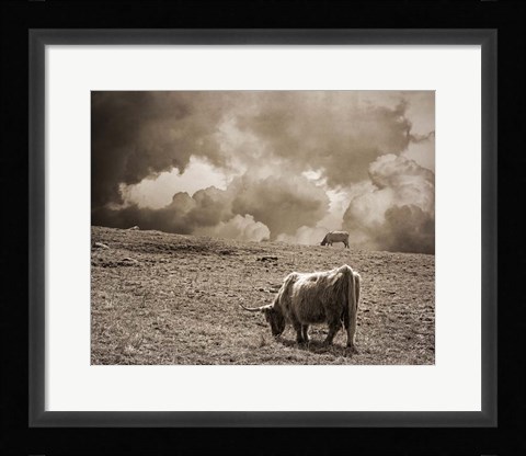 Framed Scottish Highland Cattle No. 1 Print