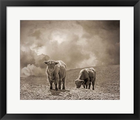 Framed Scottish Highland Cattle No. 2 Print