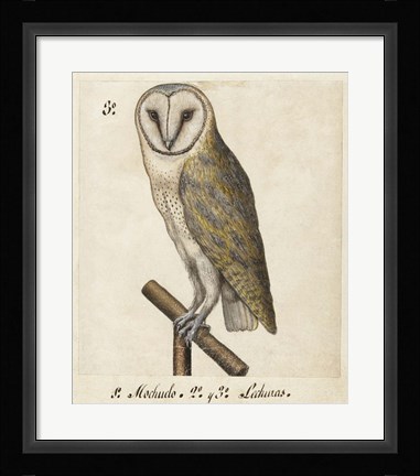 Framed Barn Owl, 1560-1585 Print