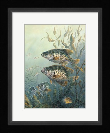 Framed Black Crappies Print