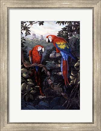 Framed Macaws Red Print