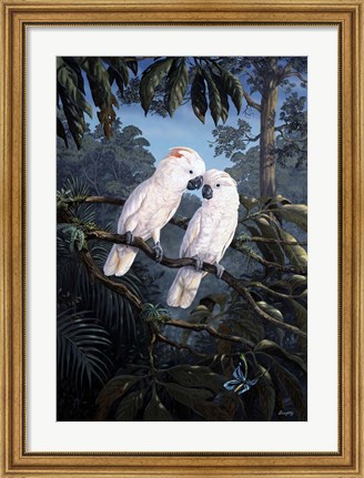 Framed Cockatoo Print