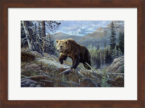 Framed Over The Top Grizzly Print