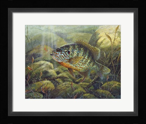 Framed Pumpkin Seed Print