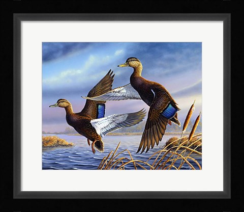 Framed Black Mallards Print