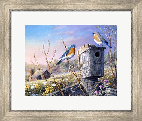 Framed Old Homestead Bluebirds Print