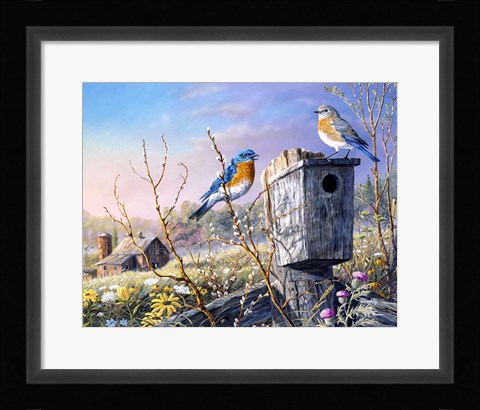 Framed Old Homestead Bluebirds Print