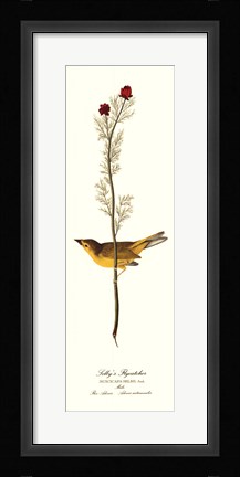 Framed Selby's Flycatcher Print