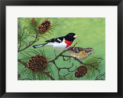 Framed Rose Brested Grosbeaks Print