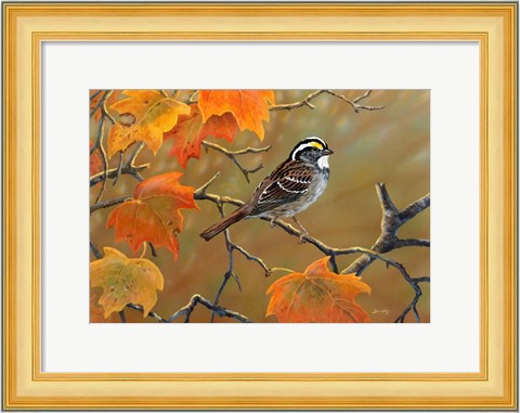Framed Whitethroated Sparrow Print