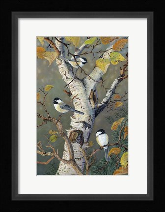 Framed Chickadees In Birch Print