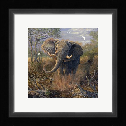 Framed Angry Tusker Print