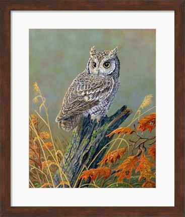 Framed Bright Eyes Screech Owl Print