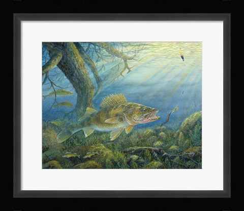 Framed Walleye Print