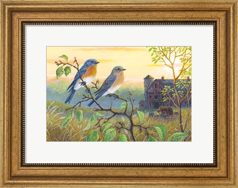 Framed True Blue Bluebird Print