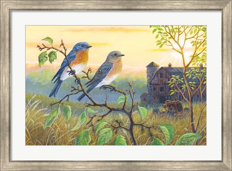 Framed True Blue Bluebird Print