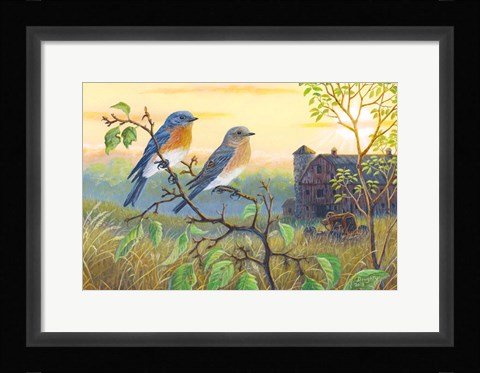 Framed True Blue Bluebird Print
