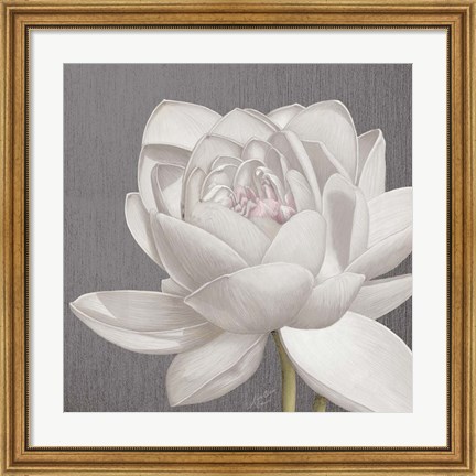 Framed Vintage Lotus on Grey II Print