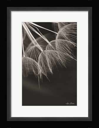 Framed Goatsbeard I Print